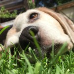 Hund